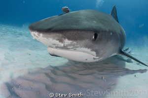 Smiley in stealth mode at Tiger Beach by Stew Smith 